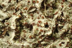 Pachyphiale carneola (Rødbrun gammelskovslav)