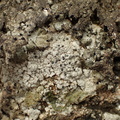 Porpidia tuberculosa (Porpidia tuberculosa)