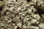 Porpidia tuberculosa (Porpidia tuberculosa)