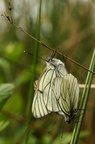 Sortåret hvidvinge (Aporia crataegi)