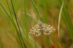 Åkandehalvmøl (Elophila nymphaeata)