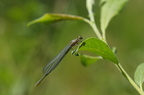 Hestesko-Vandnymfe (Coenagrion puella) - female