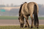 Hesteafgræsning - naturpleje ved Kasted Mose