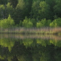 Spejling i blank sø - Lillesø ved Silkeborg