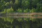 Spejling i blank sø - Lillesø ved Silkeborg