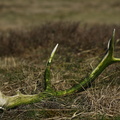 Krondyr (Cervus elaphus), gevir, kastestang