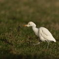 Kohejre (Bubulcus ibis)