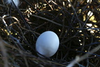 Ringdue (Columba palumbus) - æg i rede