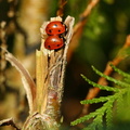 Syvplettet mariehøne (Coccinella septempunctata)