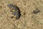 Syvplettet mariehøne (Coccinella septempunctata) - larve