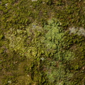 Ropalospora viridis_Hvidrandet groenskorpe_21032019_Gammel_Hald_Voldsted_002.jpg