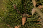 Pinus contorta (Klit-fyr)