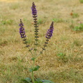 Salvia pratensis_Eng-salvie_18072018_Slesvig_002.JPG