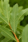 Spiraea douglasii (Rævehale-spiræa)