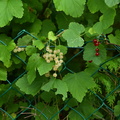 Ribes Rubrum (Haveribs, Hvid Hollandsk)