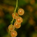 Ribes Rubrum (Haveribs, Hvid Hollandsk)