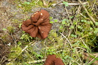 Klor-bægermorkel (Disciotis venosa)