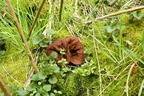Klor-bægermorkel (Disciotis venosa)