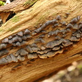 Stiv Ruslædersvamp (Hymenochaete rubiginosa)