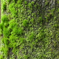 Dicranum scoparium (Almindelig Kløvtand)