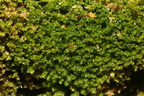 Diplophyllum albicans (Stribet Dobbeltblad)