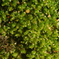 Diplophyllum albicans_Stribet Dobbeltblad_21112021_Velling_Skov_111.JPG