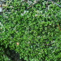 Diplophyllum albicans_Stribet Dobbeltblad_22112021_Velling_Skov_001.jpg