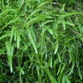 Plagiothecium undulatum (Bølget Tæppemos)