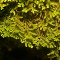 Porella platyphylla_Almindelig Skaelryg_21112021_Velling_Skov_103.JPG