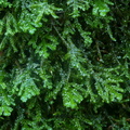 Porella platyphylla_Almindelig Skaelryg_22112021_Velling_Skov_007.jpg