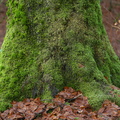 Mosklædt stamme (biodiversitet)