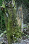 Mosklædt stamme med svampe (dødt ved)