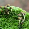 Glimmer-blækhat (Coprinellus micaceus)