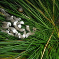 Fasan (Phasianus colchicus) ekskrementer - samt fjer til højre i billedet