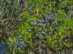Krondyr (Cervus elaphus)