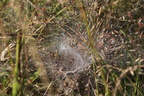 Labyrintedderkop (Agelena labyrinthica)