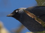 Allike (Corvus monedula)