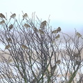 Bomlærke, Kornværling (Emberiza calandra)
