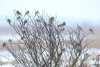Bomlærke, Kornværling (Emberiza calandra)