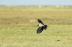 Gråkrage (Corvus cornix)