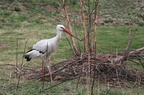 Hvid Stork (Ciconia ciconia)