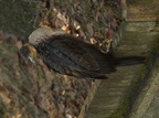 Skarv (Phalacrocorax carbo)
