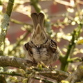 Skovspurv (Passer montanus)