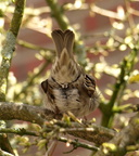 Skovspurv (Passer montanus)