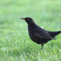 Solsort (Turdus merula)