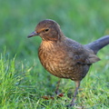 Solsort (Turdus merula)