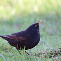 Solsort (Turdus merula)