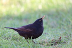 Solsort (Turdus merula)