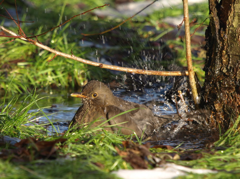 Solsort_Turdus_merula_11122010_Tilst_005.JPG