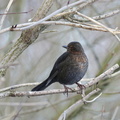 Solsort (Turdus merula)